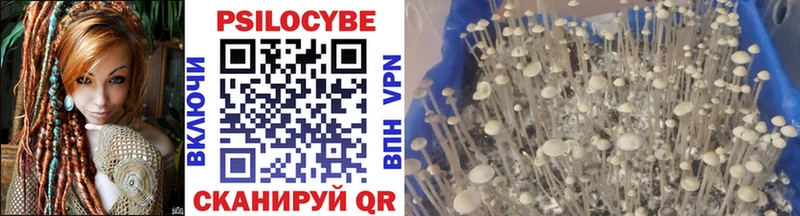 Псилоцибиновые грибы Psilocybe  Купить  Морозовск 